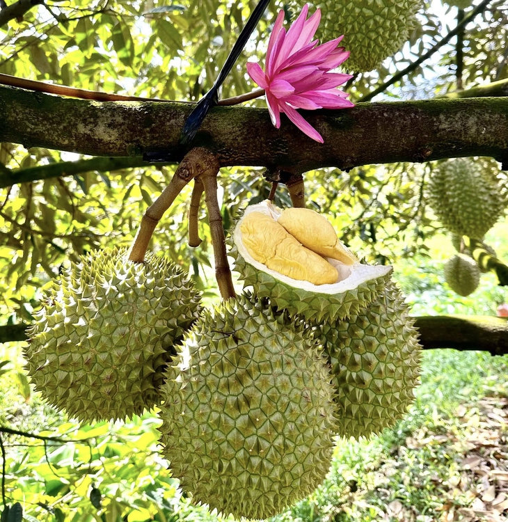 sầu riêng - Ảnh 2.