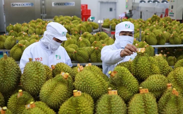 Mạnh tay với gian lận xuất khẩu sầu riêng - Ảnh 2.