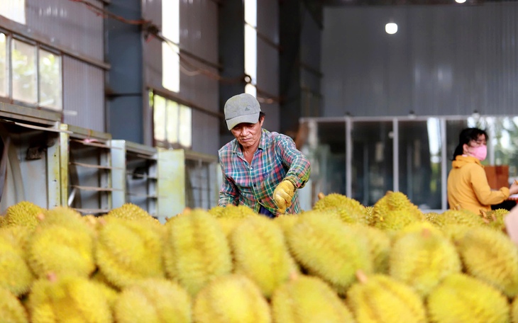 Sầu riêng vào vụ: Lạng Sơn cảnh báo kiểm soát chặt dư lượng Cadimi, chất vàng O - Ảnh 3.