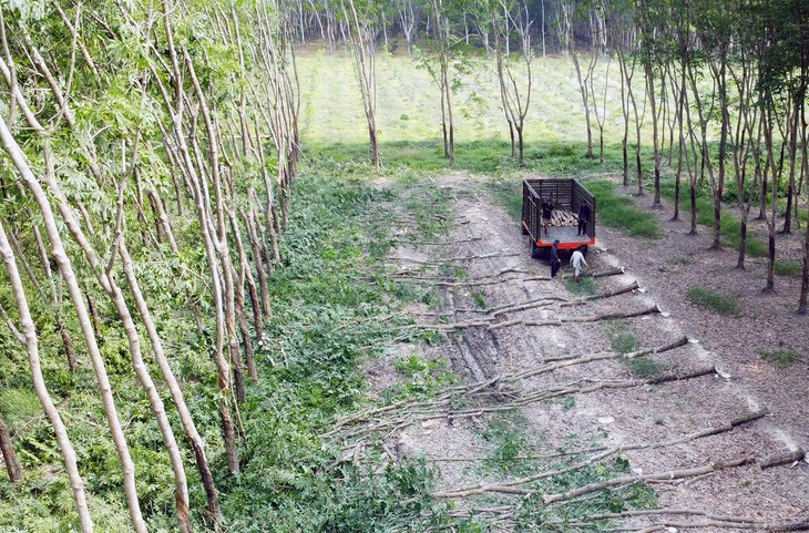 Tập đoàn Sơn Hải phản đối vì bỏ giá thấp nhất nhưng rớt thầu, tỉnh Bình Phước nói gì? - Ảnh 2.