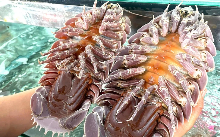 Vụ ăn bọ biển giá 1,8 triệu đồng/kg rồi tố 'chặt chém': Cần thiết sẽ nhờ phía công an can thiệp - Ảnh 3.