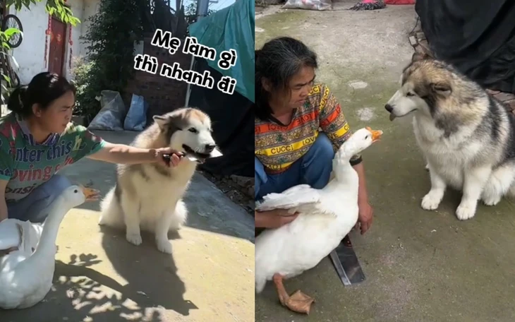Chú chó hoang du lịch qua hàng chục quốc gia - Ảnh 2.