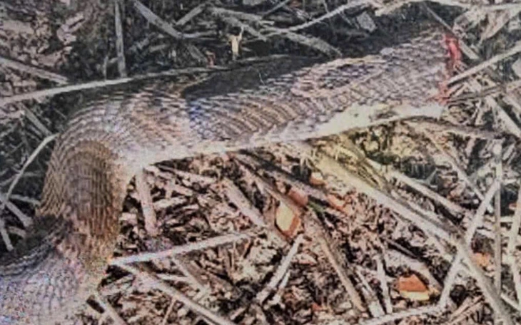 Bàn giao 676 con rắn hổ mang nặng gần 1 tấn cho Trại rắn Đồng Tâm - Ảnh 5.