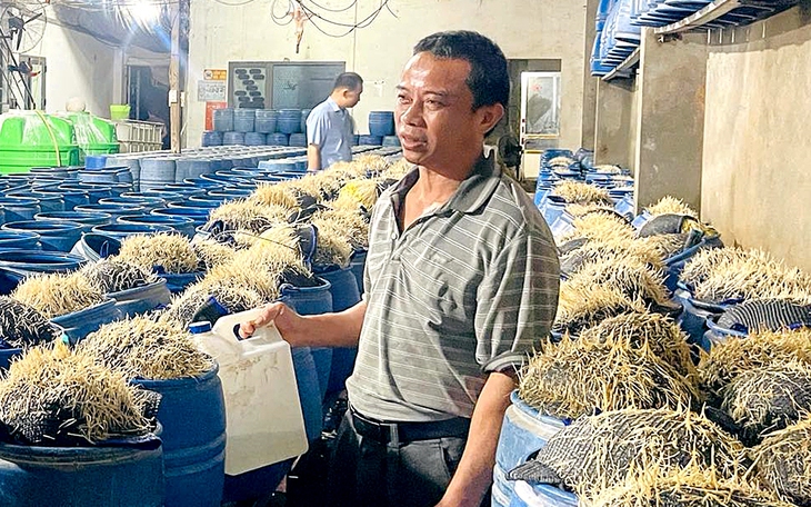Cận cảnh xưởng làm giá đỗ được ủ hóa chất có hại cho sức khỏe - Ảnh 3.