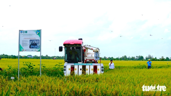 đề án 1 triệu ha lúa - Ảnh 1.