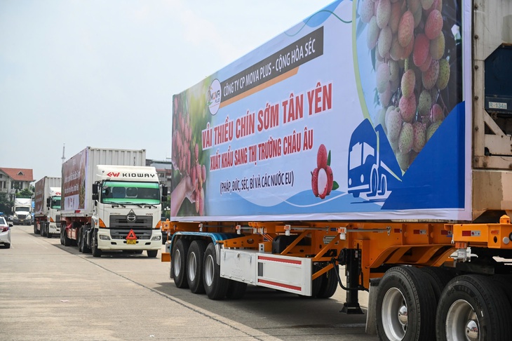 Kiến nghị tạo 'luồng xanh' cho vải thiều Bắc Giang vào Trung Quốc - Ảnh 3. vải thiều - Ảnh 3.