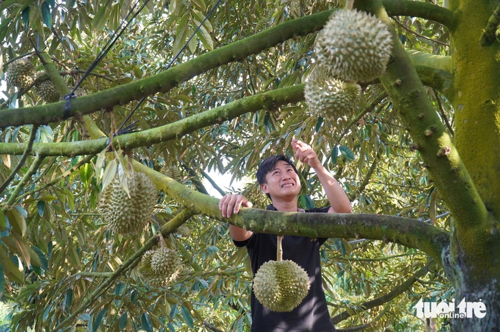 sầu riêng - Ảnh 1.