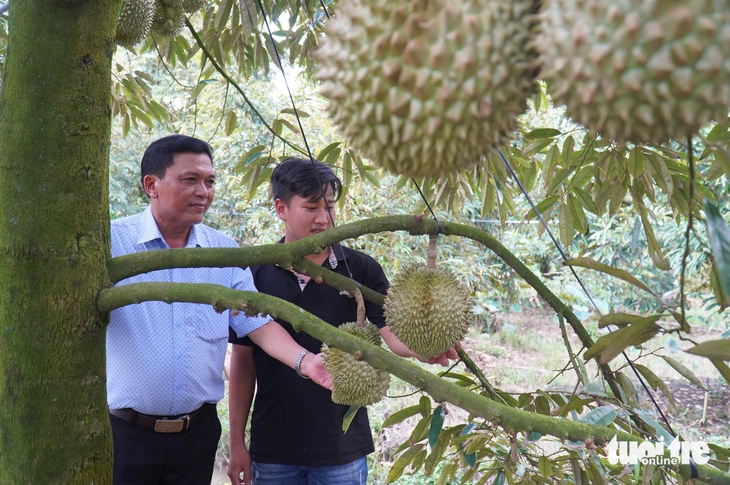 sầu riêng - Ảnh 2.