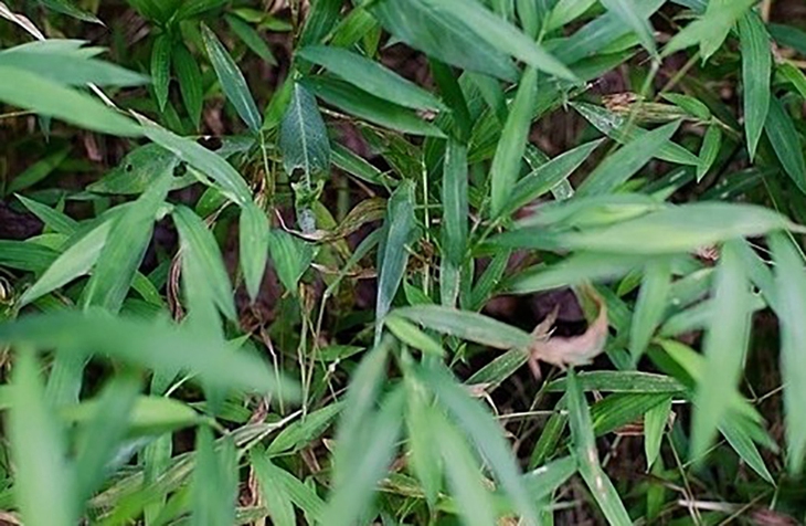  muồm muỗm - Ảnh 1.