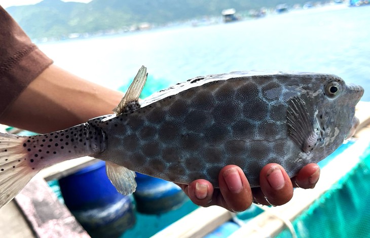 Chủ tịch tỉnh Khánh Hòa chỉ đạo xử lý nghiêm vụ bè ở Nha Trang bán 1kg cá bò hòm 3,5 triệu đồng - Ảnh 4. Nha Trang - Ảnh 3.