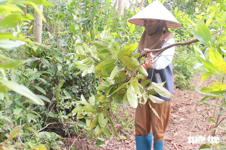 Tết Đoan ngọ: Tục vào rừng giữa trưa hái lá uống mùng 5 - Ảnh 1.
