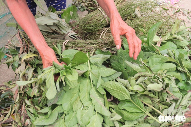 Tết Đoan ngọ: Tục vào rừng giữa trưa hái lá uống mùng 5 - Ảnh 2.