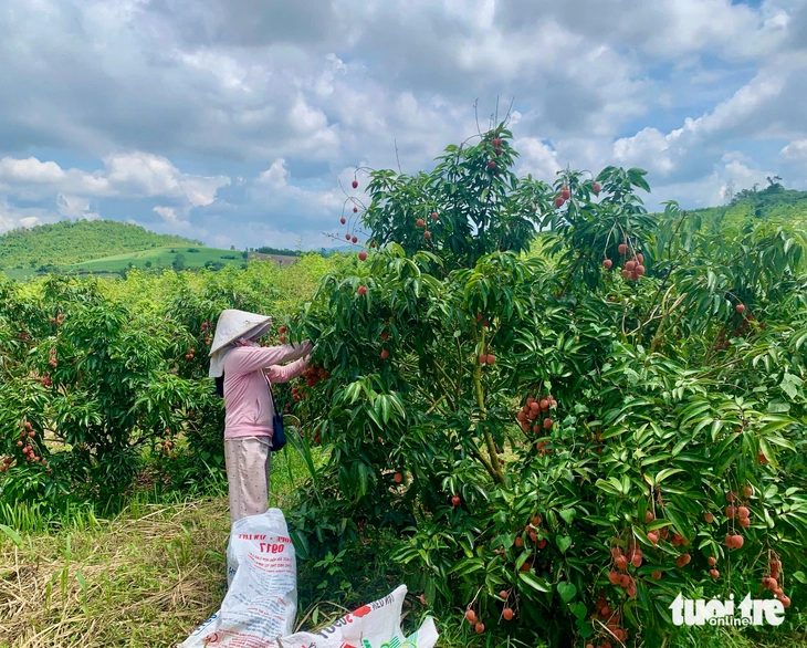 Phú Yên - Ảnh 1.