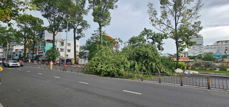 Cây xanh bật gốc ở đường Lê Hồng Phong, quận 10, một người bị thương - Ảnh 1.