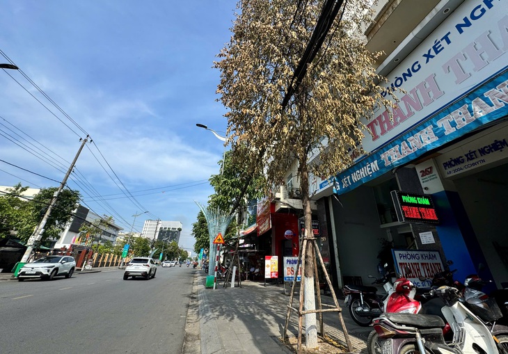 cây xanh - Ảnh 1.