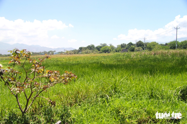 Ninh Thuận - Ảnh 1.