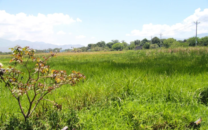 Ninh Thuận yêu cầu nhiều sở kiểm điểm vì thiếu trách nhiệm để dự án du lịch 13 năm ì ạch - Ảnh 2.