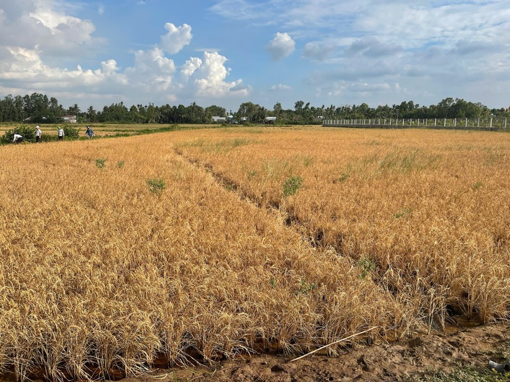 Thiệt hại - Ảnh 1.