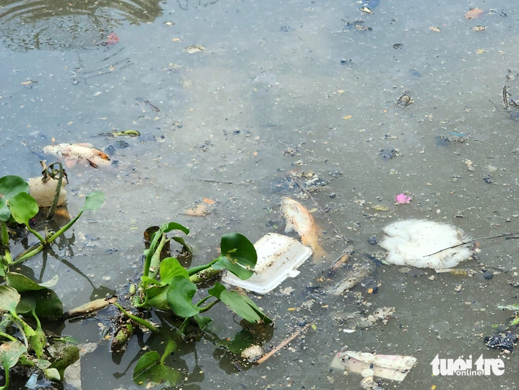 Cá lại nổi dày đặc trên kênh Nhiêu Lộc - Thị Nghè sau mưa đầu mùa - Ảnh 6.