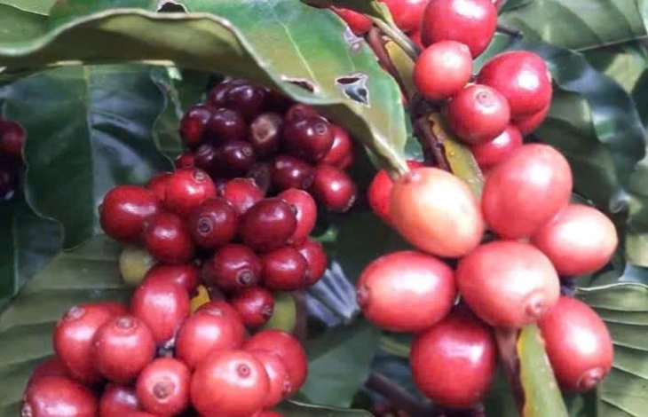 Giá cà phê đồng loạt tăng trong nước và thế giới - Ảnh 1.