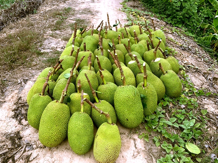 Mít Thái, ổi, xoài đồng giá 1.000 đồng/kg - Ảnh 1.