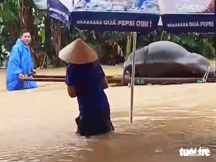 Lúa mới gieo sạ ngập nước lênh láng, trâu chết ngạt khi nước lũ đổ về - Ảnh 1.