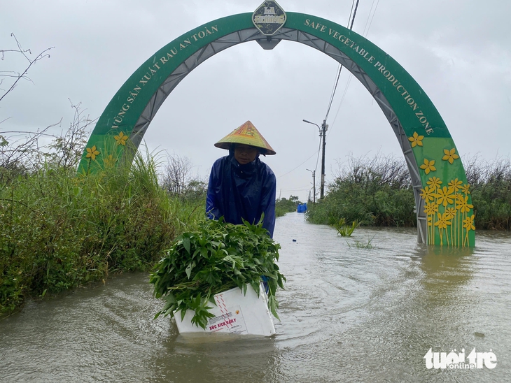 Làng rau ở Đà Nẵng ngập sâu, nông dân xót xa vớt vát từng cọng rau - Ảnh 2.
