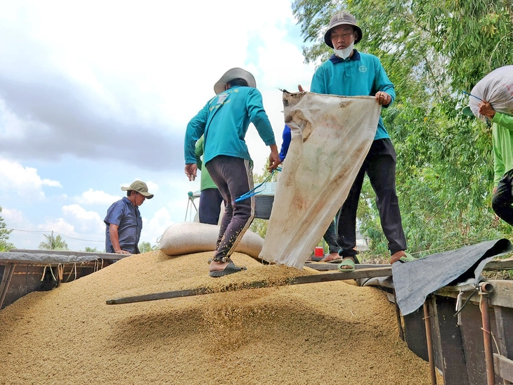 Cơ hội nào cho gạo Việt đi Nhật Bản - Ảnh 1. gạo Việt - Ảnh 1.
