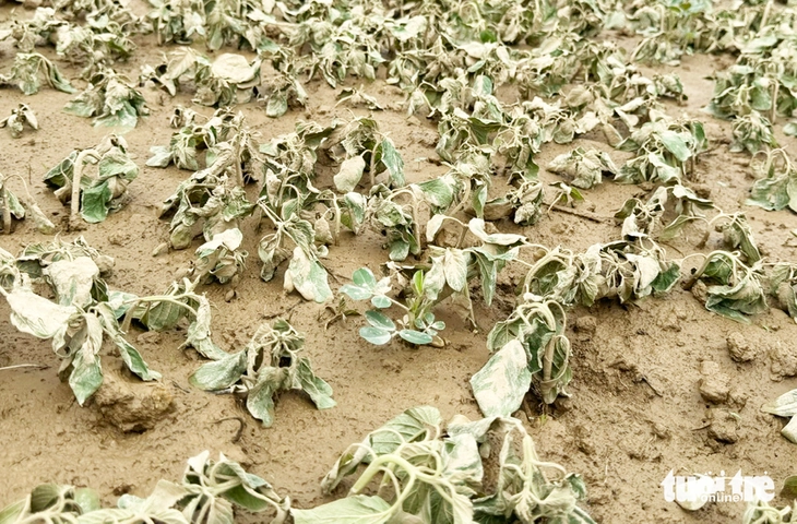 lũ trái mùa - Ảnh 5.
