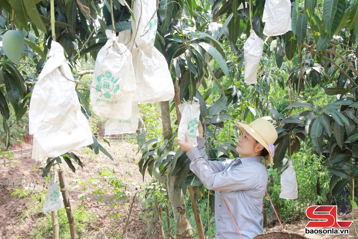 Bao quả - Tăng giá trị kinh tế - Ảnh 2.