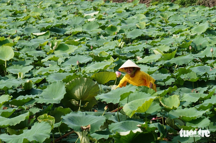 Công phu nghề làm trà sen Hồ Tây, bao điều cấm kỵ - Ảnh 3. Trà sen - Ảnh 3.