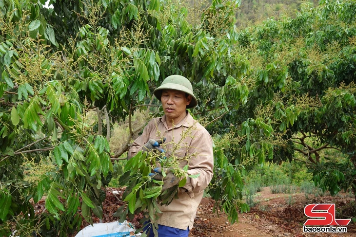 Chủ động các điều kiện phục vụ thu hoạch, chế biến, tiêu thụ nông sản - Ảnh 3.
