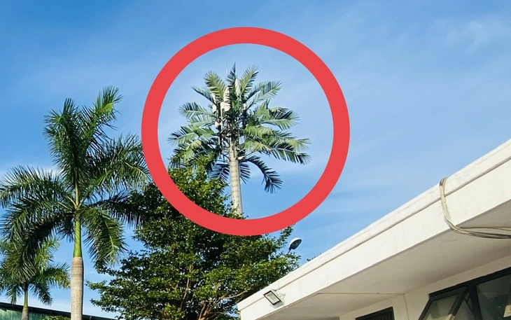 Đà Nẵng mới có quận giữ nguyên thành phường, huyện thành đặc khu và có xã không sáp nhập - Ảnh 2.