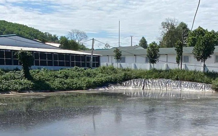 Thanh tra phát hiện trại nuôi heo 'ba không' của Công ty Mavin ở Phú Thọ - Ảnh 3.