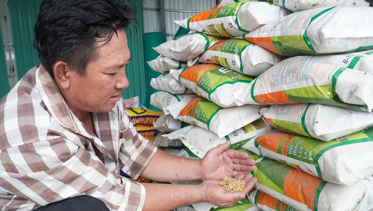 Nông dân Cà Mau còng lưng trả nợ vì mua nhầm lúa giống giả - Ảnh 1.