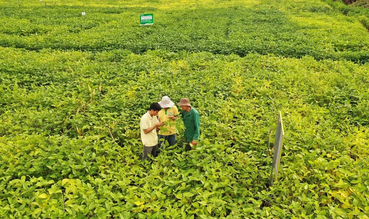 đậu nành Mỹ - Ảnh 2.