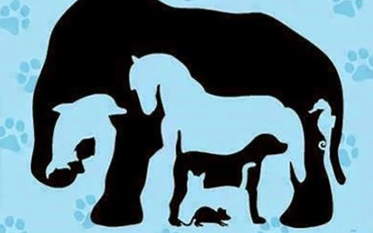 Thử tài tinh mắt: Ngôi sao ẩn giấu ở đâu? - Ảnh 7.