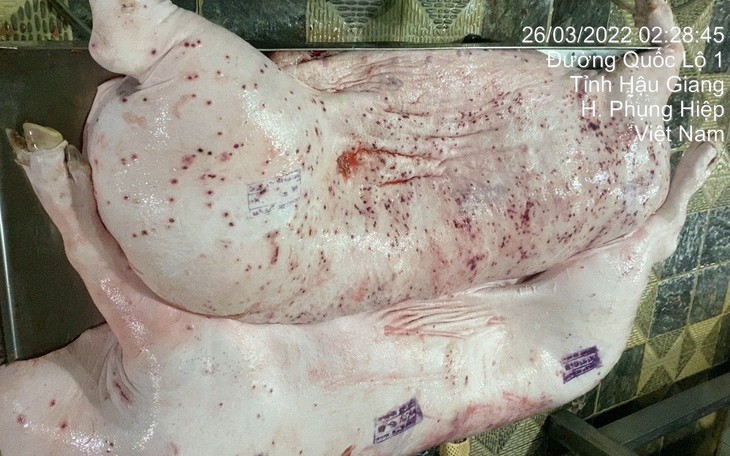Mảnh heo bệnh mà đóng dấu 'được đưa ra thị trường là sai - Ảnh 5.