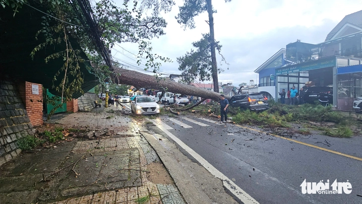 đà lạt - Ảnh 3.
