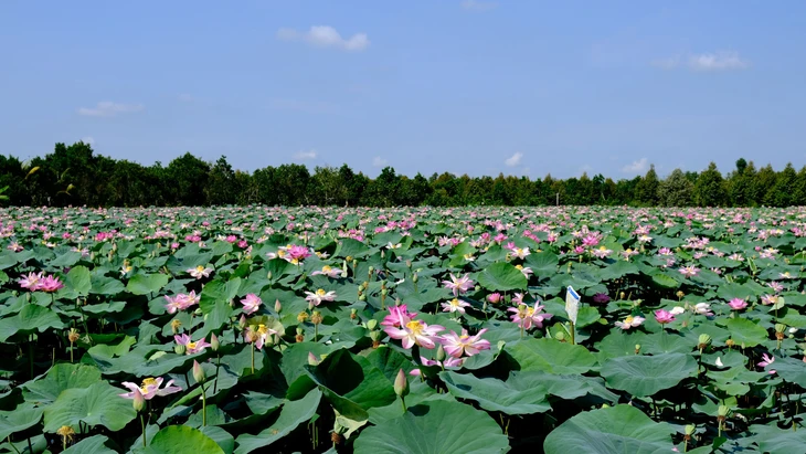 Du lịch nông nghiệp gắn với xu hướng sống xanh nở rộ ở Đồng Tháp - Ảnh 4. Đồng Tháp - Ảnh 4.