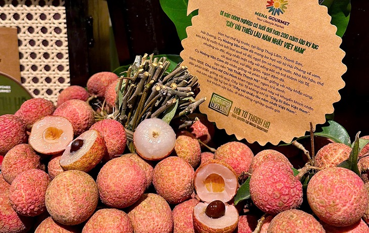 Vải tổ Thanh Hà - Ảnh 2.
