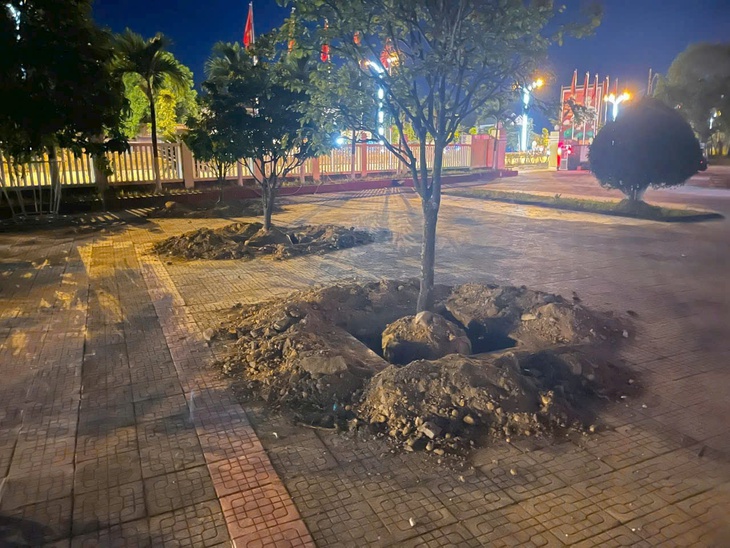Đào hàng loạt cây mai vàng trước ngày bàn giao trụ sở, phường nói gì? Đào hàng loạt cây mai vàng trước ngày bàn giao trụ sở, phường nói gì?