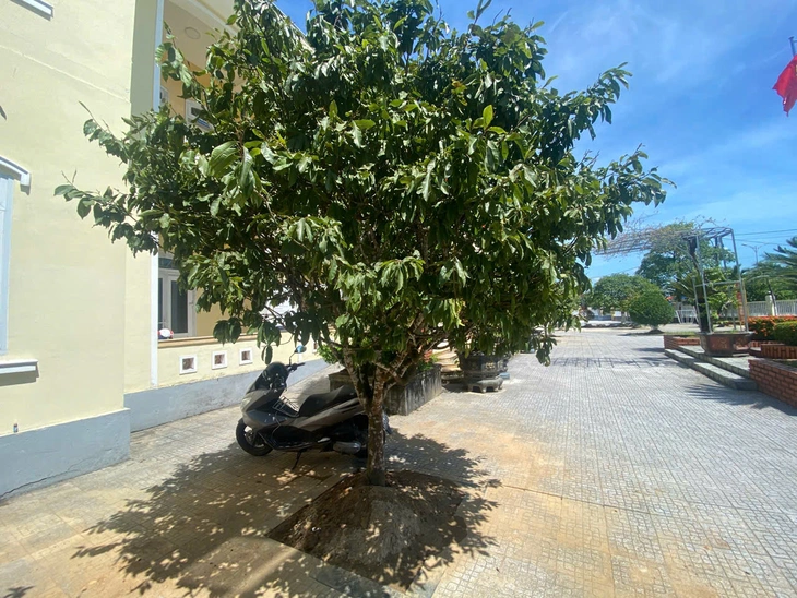 MAI VÀNG - Ảnh 2.