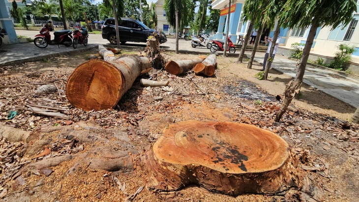 Phường 'tranh thủ' cưa xà cừ trong trụ sở trước giờ sáp nhập? - Ảnh 1.