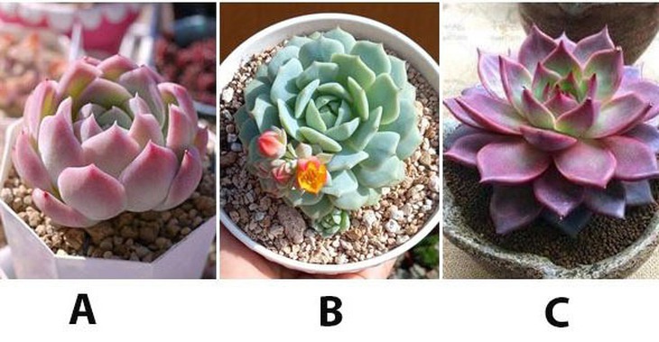 Quiz - Ảnh 1.