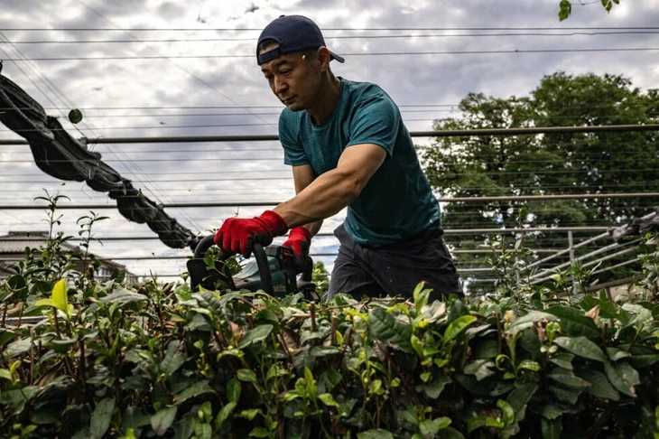 Cơn sốt matcha toàn cầu khiến các nông trại trà Nhật Bản cạn kiệt nguồn cung - Ảnh 3. Cơn sốt matcha toàn cầu vét sạch trà xanh Nhật Bản - Ảnh 3.