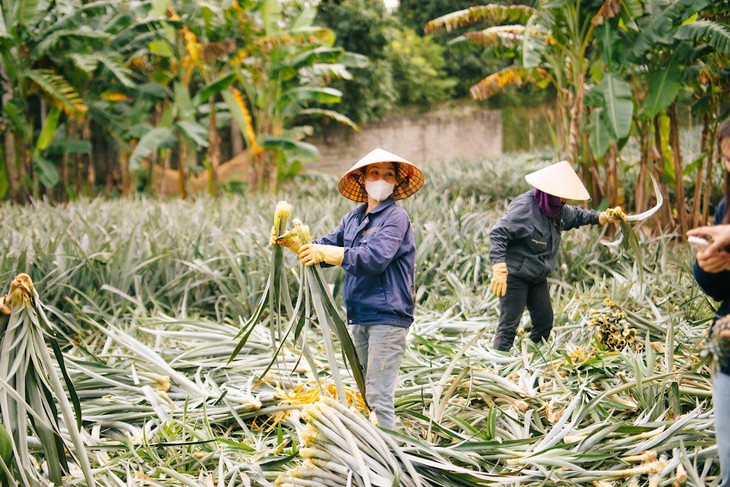 Mặc áo làm từ vải sợi dứa - Ảnh 2. vải sợi dứa - Ảnh 2.