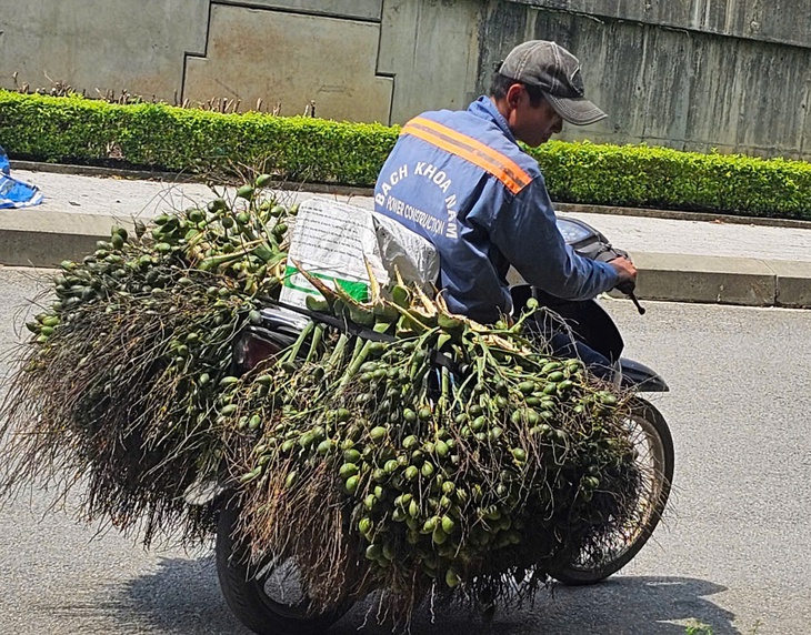 nhập khẩu cau - Ảnh 1.