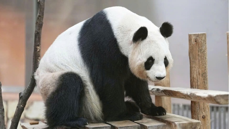 Hàng ngàn người dân Nhật Bản xúc động tiễn 4 gấu trúc khổng lồ về Trung Quốc - Ảnh 7. gấu trúc - Ảnh 6.