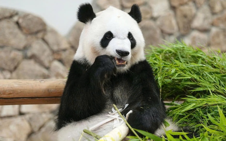 Tượng 'rết người', 'cô gái ba mặt' gây tranh cãi tại công viên trẻ em ở Trung Quốc - Ảnh 4.
